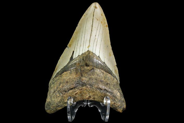 Fossil Megalodon Tooth - North Carolina #109547